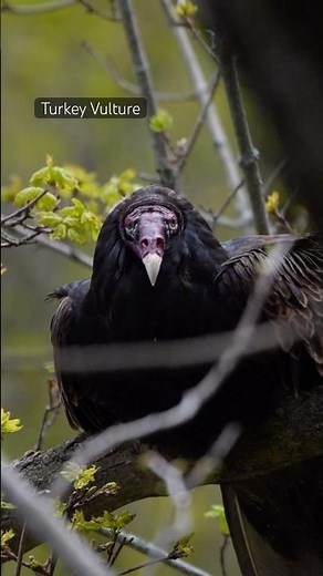 Majestic turkey vulture | 4K | The cleanup crew of the planet | Raptors | #wildlife #birds #trending