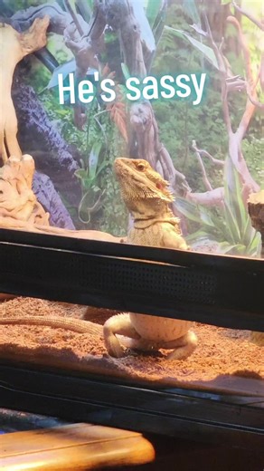 Understanding Bearded Dragon Behavior and Care