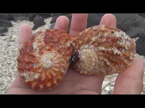 Collecting oyster shells on the most pristine beach on the planet