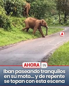 3.2M views · 57K reactions | Vas paseando tranquilo en tu moto… y de la nada, te topas cara a cara con un elefante. Sí, ¡un elefante! El susto fue tan grande que no quedó más opción que acelerar y salir corriendo. La escena, digna de película, quedó registrada y ya circula en redes causando asombro y risas nerviosas. | Noticias de Cartagena | Facebook