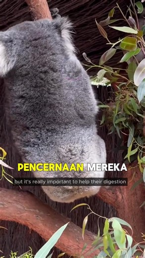 Cute and Surprising Facts About Koalas – Australia’s Sleepy Icon