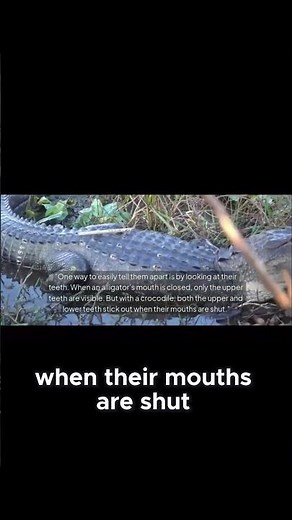 How to Tell Crocodiles and Alligators Apart by Their Teeth! #wildlifefacts #animalintelligence