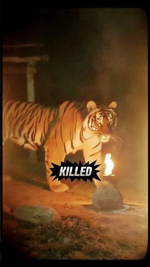 Once a Tiger Tastes Human Flesh, It Will Hunt Humans Again #historyfacts