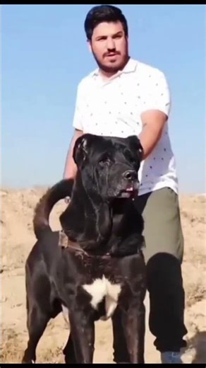 : Las ÚNICAS 4 Razas que hacen ver PEQUEÑO al Kangal Turco 😱🐕