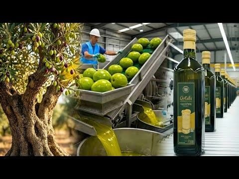 Inside European Olive Oil Mills | How Olive Oil Is Made Full Process