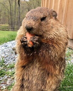 9.8K views · 1K reactions | Priscilla has been emerging from her burrow under the chicken barn every day now, looking for treats- her favorites are carrots, blueberries, apples and bananas. And of course cookies. We are still hopeful that she may have babies in her den, she does not wander far, and she is very nervous when she is out, which is only for short periods. We should know in a few weeks for sure! | Poplar Spring Animal Sanctuary | Facebook
