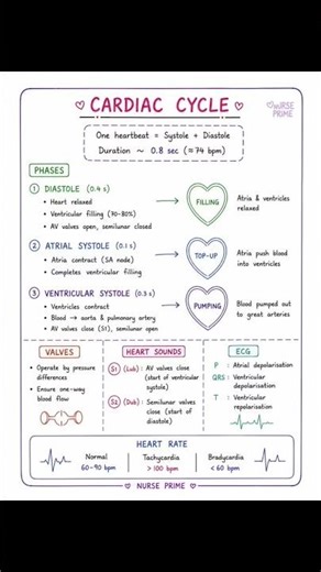 Part 5. The Cardiovascular System Cardiac cycle #nurseprime #cardiaccycle