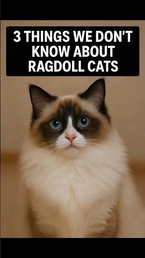 3 Things You Didn’t Know About Ragdoll Cats 😳🐱 Number 2 Is Surprising!