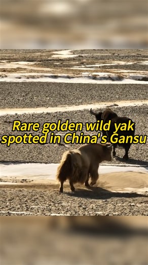 A rare golden wild yak, a critically endangered species under first-class national protection, was spotted in grassland in northwest China's Gansu Province. #China #Gansu #goldenwildyak #wildanimals #environment | China Xinhua News