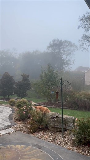 Super foggy this morning. | Stuart Field