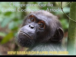 New Paper! Chimpanzee-Gorilla Lethal Coalitionary Attack