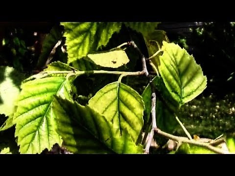 River Birch Leaves Turning Yellow : Dropping Off In Summer