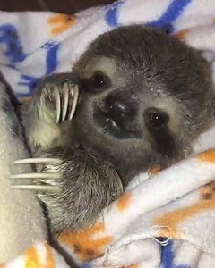 1.3M views · 43K reactions | This baby sloth is beyond adorable!  The Sloth Institute Costa Rica | UNILAD | Facebook