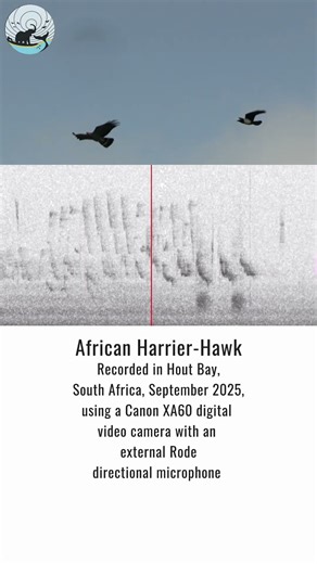 African Harrier-Hawk & Pied Crows | Making African Heard Sound Library