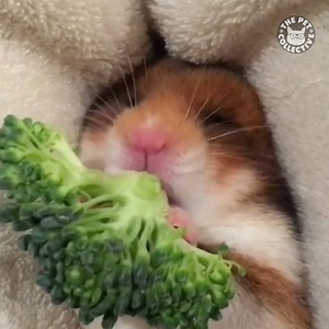 He makes eating broccoli look so good 🌱 Thanks @rachgallini | The Pet Collective