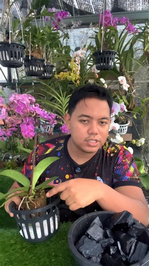 Cara nak bagi bunga orkid butterfly tahan lama #orchid | Faiz Kebun AB Goncang