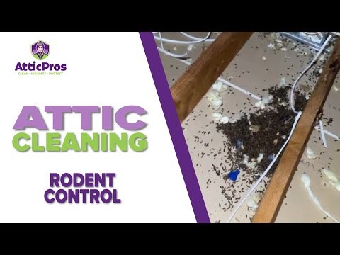 Oakland Attic Infested with Rodents | Here's What We Found