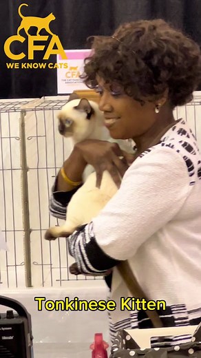 Best Kitten out if 116 kittens! Tonkinese. #bestinshow #tonkinesekitten #tonkinesecatsoftiktok #tonkinesecat #tonkinese
