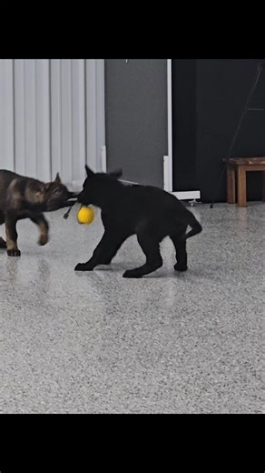 The battle between Kimi and Kodi! 😆 www.family-dog-trainer.com | Family Dog Training Services, LLC