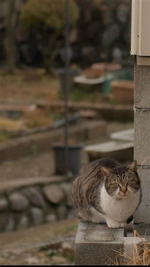 A Cat by the North Gate Wells of Matsumoto