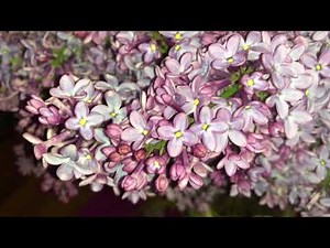 Syringa (lilac) botanical information and tips