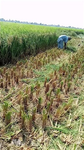 "Rice Harvest Machine | Fast Farming in the Field"