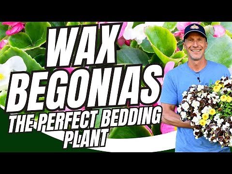 Wax Begonias The Perfect Drought Tolerant Bedding Plant