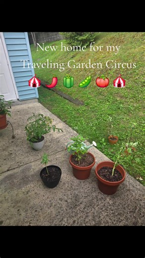 Jalapeño Harvest: How to Harvest and Enjoy Homegrown Peppers