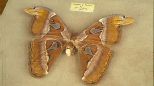 Butterfly Collection