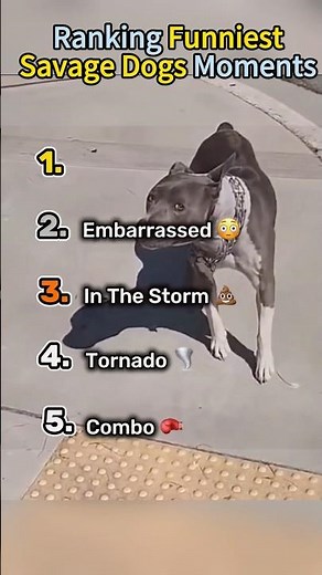 Ranking Funniest Savage Dogs Moments