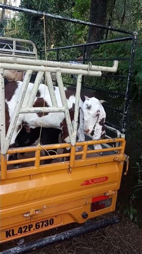 goat farming kerala #farming #goat