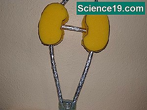 3D Food Web Modeli Nasıl Yapılır 💫 Bilimsel Ve Popüler Multimedya Portalı. 2025