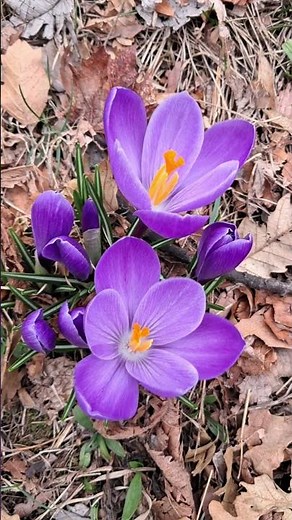 Purple Crocuses Bloom — The First Signs of Spring 🌿💜 #flowers #garden #springflowers #springiscoming