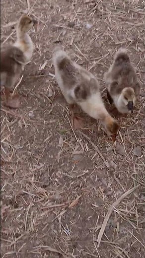 Different types of Birds