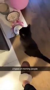 81K views · 4.8K reactions | Cat memes for a brighter day on Reels | Facebook