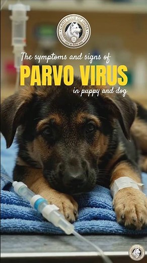 Parvo symptoms in dogs | early signs of parvo | ​how to treat parvo #shorts #parvovirus