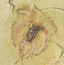 Furca (genus) - Alchetron, The Free Social Encyclopedia