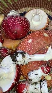 Muscaria's 3 ancient voices