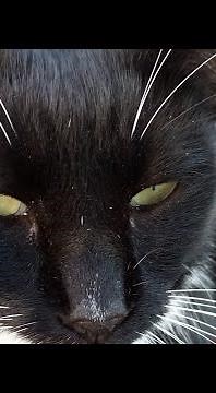 Cat Run | Official Trailer