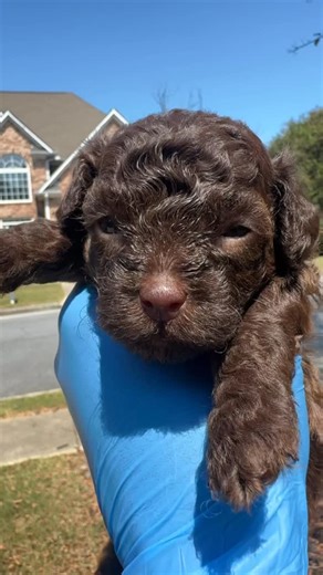 Fancy Toy Poodles 🐩 on Instagram: "Chocolate Teacup/Micro Poodle, He’s Only Three Weeks Old 🐩#fancytoypoodles #toypoodle #teacuppoodle #minipoodle #redpoodle #micropoodle #wedeliver"
