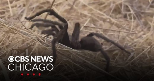 Experts warn of tarantula mating season this fall