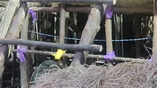 Sravan Clicks on Instagram: "Indians biggest ststue of 51 feet Durga mata idol in warangal #dasara #navratri #warangal #topidol #viral #trendingreels #instagood #reel #godstatus"