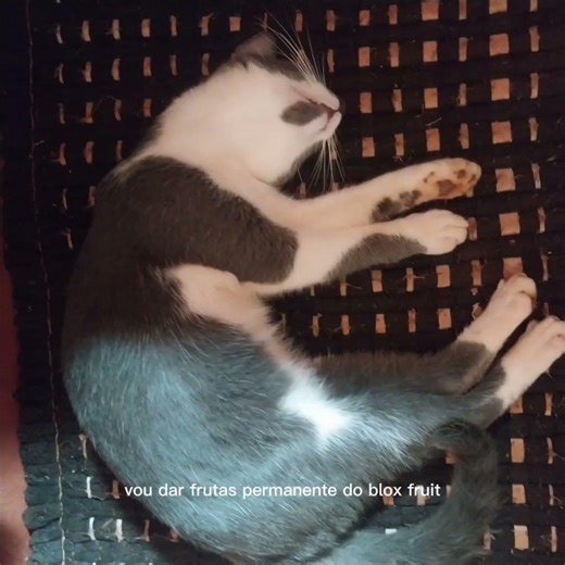 meta 10k de inscritos