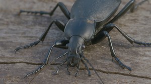 Scène macro d'un insecte en mouvement dans la nature sauvage