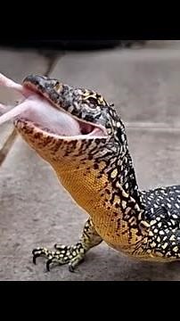 Monitor Lizard eats mice (live feeding)