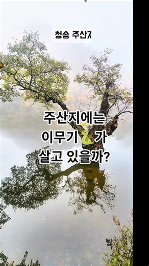 [청송여행]아름다운 주왕산 신비로운 주산지 #청송군 #청송여행 #주산지 #용이못된 #이무기 #주왕산