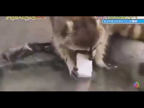 Un mapache pierde su algodon de azúcar al intentar limpiarlo (atención video muy triste😞)