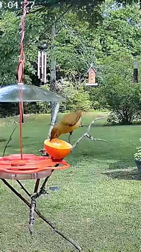 Summer Tanger (we think) stopped by for an orange 🍊 snack #shorts #birds