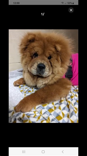 Jessica Pryce (@jessicapryce10)’s videos with original sound - Caroline Baudino