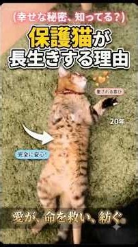 Scientifically Proven! Why Rescue Cats Live Longer #LifeWithCats #RescueCats #CatFacts